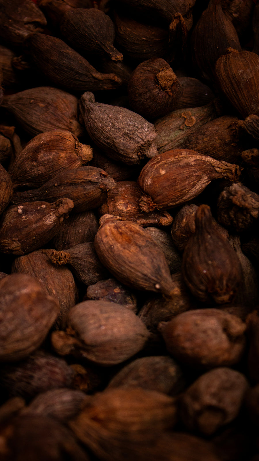 Cosses de fèves de cacao