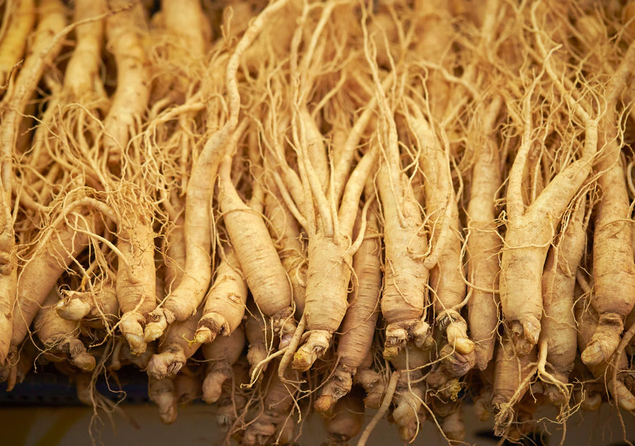 Ginseng sibérien
