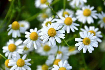Camomille matricaire
