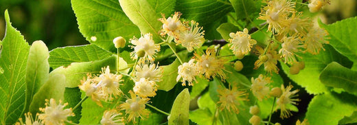 Fleurs de tilleul argenté