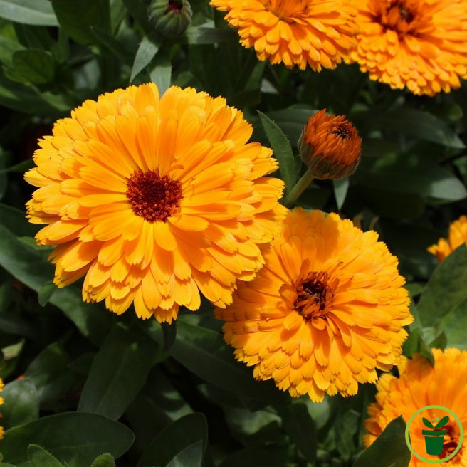 Fleurs de soucis