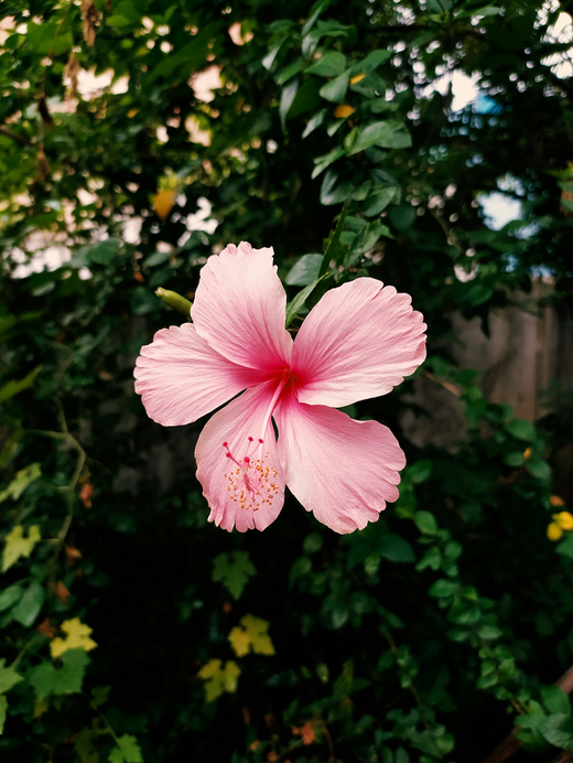 Hibiscus