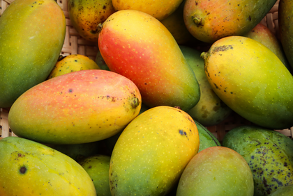 Morceaux de mangue