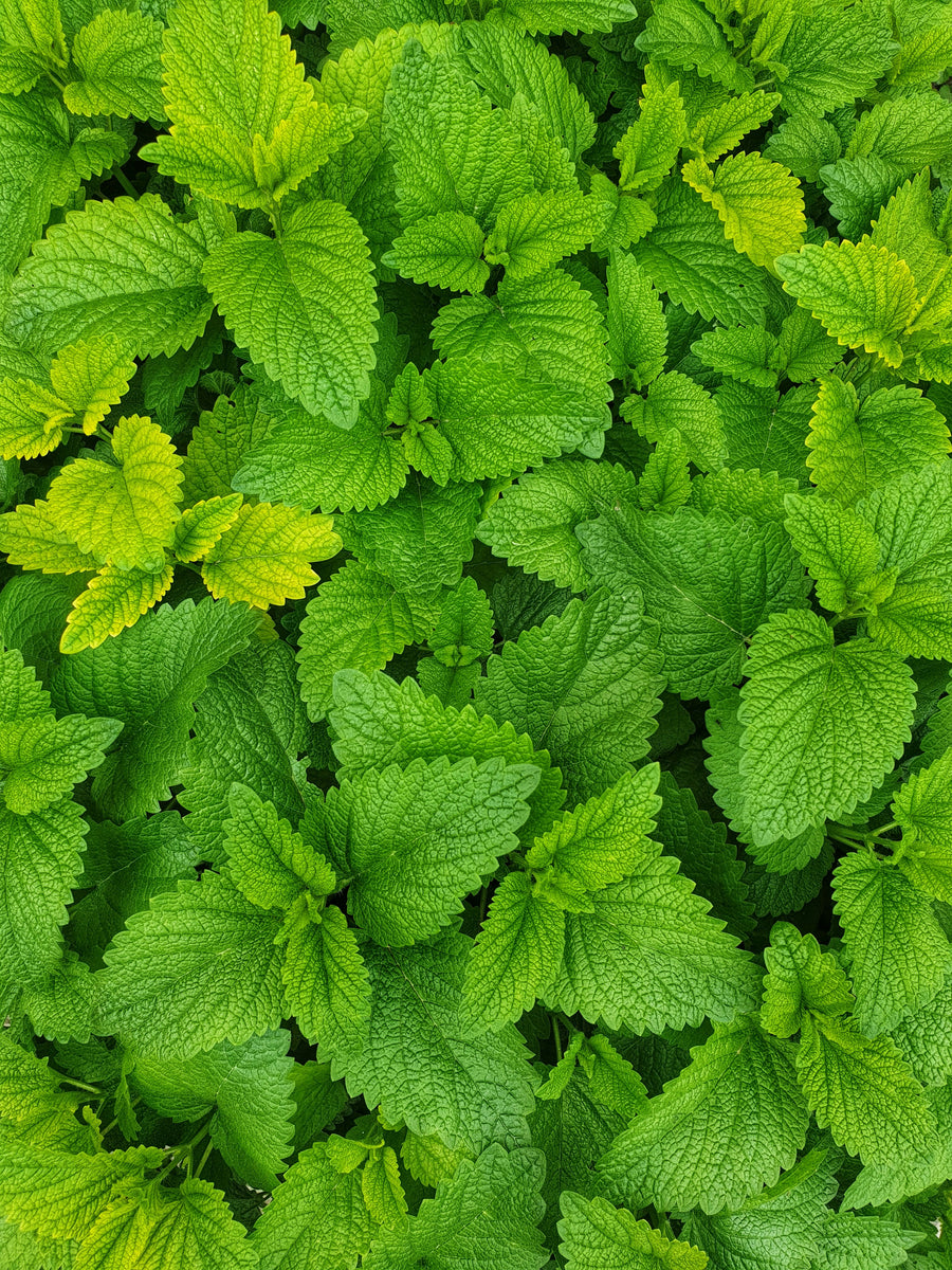 Menthe