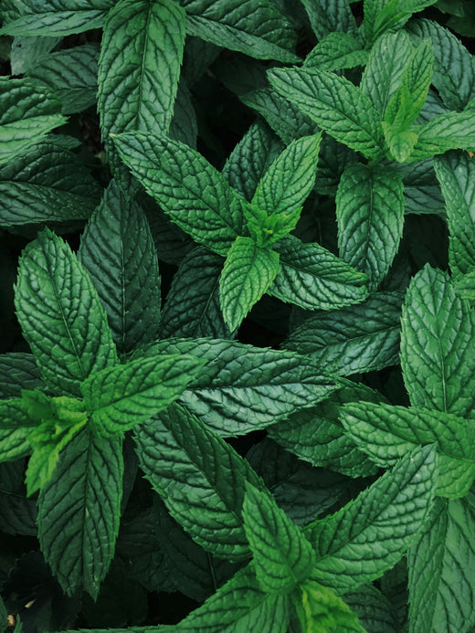 Menthe douce