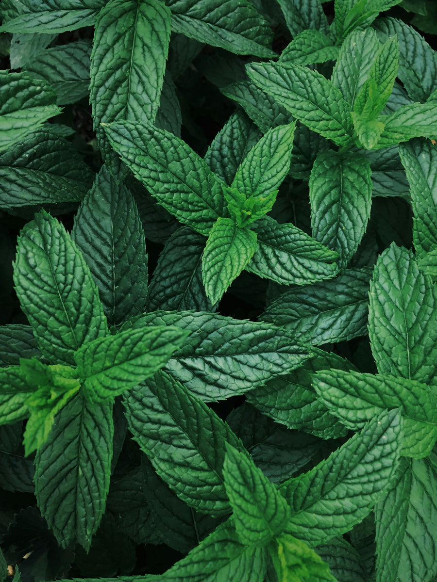 Menthe douce