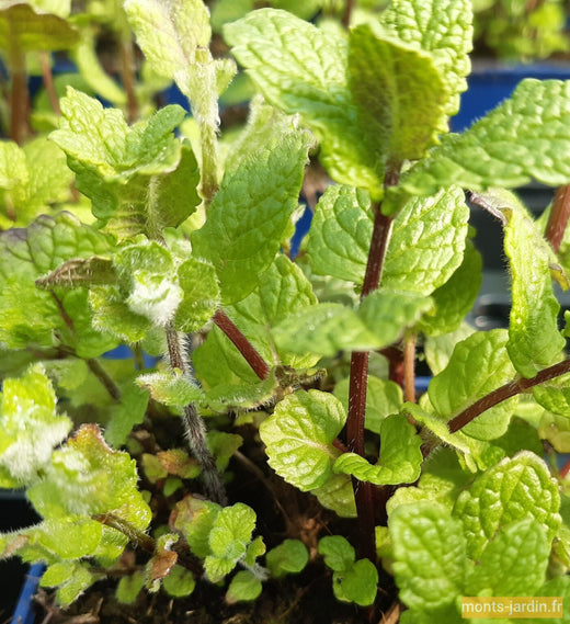 Menthe nanah