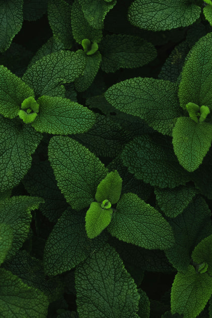 Menthe poivrée