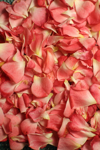 Pétales de rose