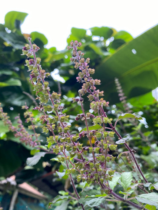 Tulsi