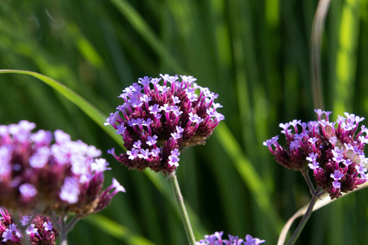 Verveine odorante