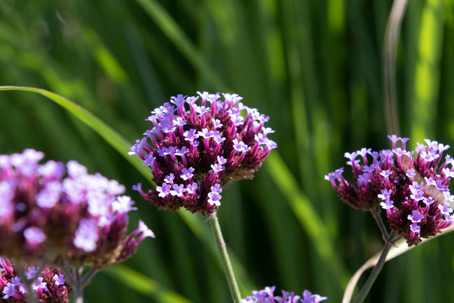 Verveine odorante